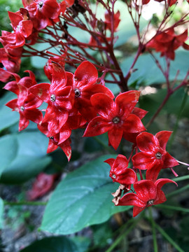 狀元紅網(wǎng)，揭秘4987精準(zhǔn)資料的秘密，狀元紅網(wǎng)揭秘，精準(zhǔn)資料4987背后的秘密