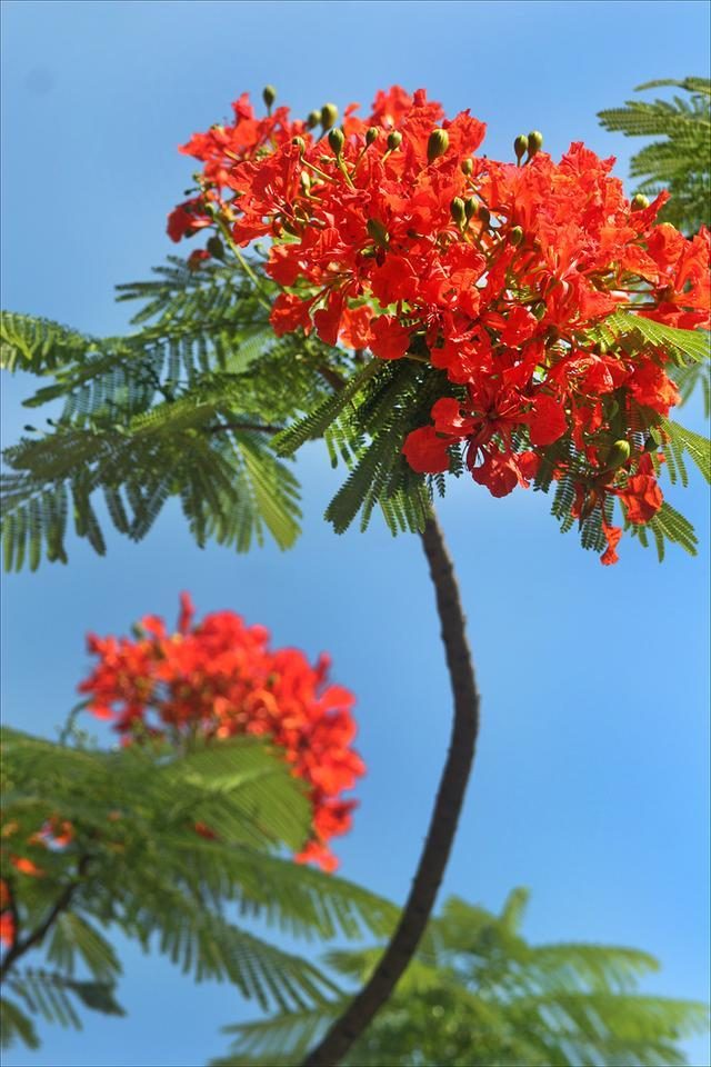 狀元紅，揭秘4987最準(zhǔn)最快的秘密武器，狀元紅，揭秘最準(zhǔn)最快的秘密武器 4987
