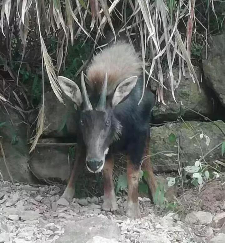 揭秘四不像一肖圖王中王身份之謎——探尋背后的神秘人物，揭秘四不像一肖圖王中王背后的神秘人物身份之謎